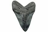 Fossil Megalodon Tooth - South Carolina #310013-2